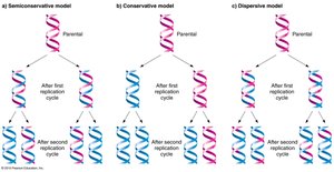 Models of DNA replication