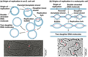 Origins of replication in prokaryotes and eukaryotes
