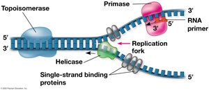 Replication fork and enzyme activity