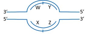 Replication bubble with labeled strands
