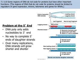 Problem at the 5' end of linear chromosomes