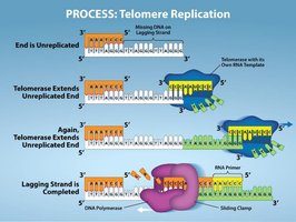 Telomere replication process