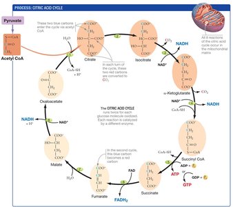 Citric acid cycle pathway