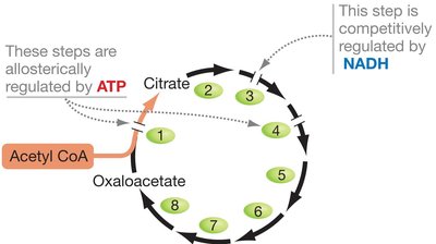 Regulation of the citric acid cycle