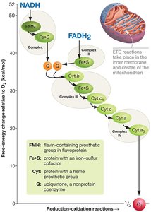 Electron transport chain redox reactions