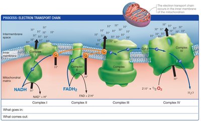 Electron transport chain complexes and proton pumping