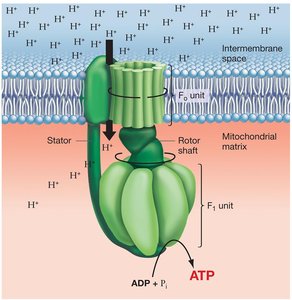 ATP synthase structure and function