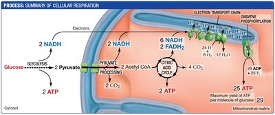 ATP yield during cellular respiration