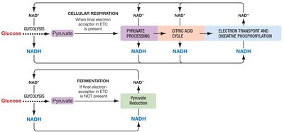 Cellular respiration and fermentation pathways