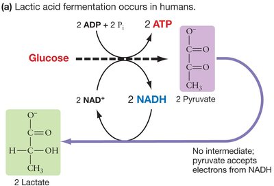 Lactic acid fermentation in humans