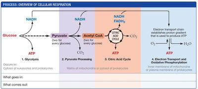 Overview of cellular respiration pathway