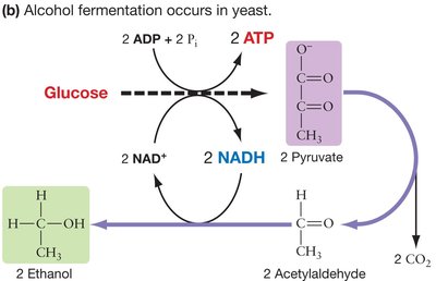 Alcohol fermentation in yeast