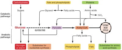 Cellular respiration interacts with other catabolic and anabolic pathways