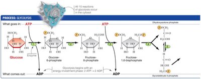 Glycolysis pathway part 1