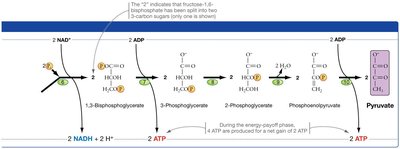 Glycolysis pathway part 2