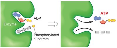 Substrate-level phosphorylation mechanism