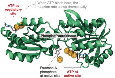 Phosphofructokinase regulation by ATP