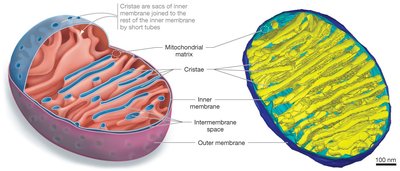 Structure of the mitochondrion