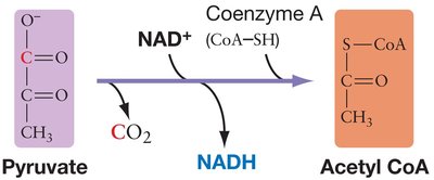 Pyruvate oxidation to acetyl CoA