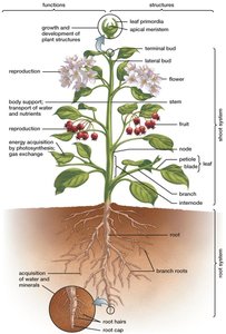Diagram of plant showing root and shoot systems with labeled structures and functions