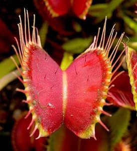 Venus flytrap leaf