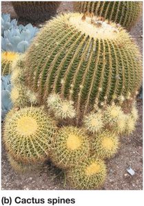 Cactus spines