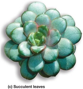 Succulent leaves