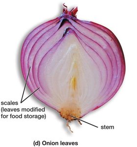 Onion bulb showing modified leaves