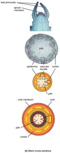 Stem cross-section showing arrangement of vascular bundles