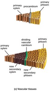 Primary and secondary growth in vascular tissues