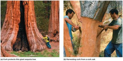 Cork in giant sequoia and cork oak