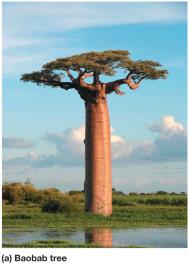 Baobab tree with water-storing trunk