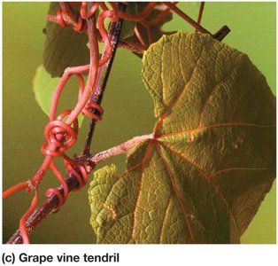 Grape vine tendril