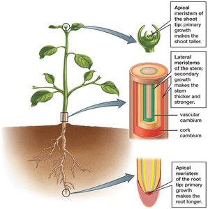 Diagram showing apical and lateral meristems in plant growth