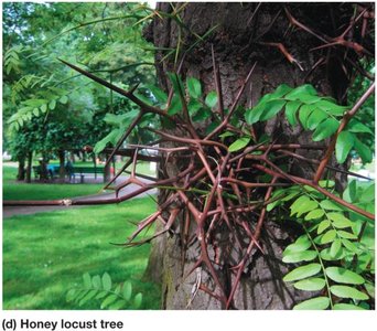 Honey locust tree thorns