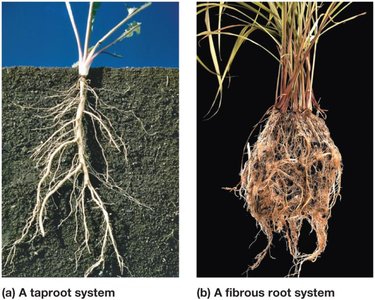 Taproot and fibrous root systems
