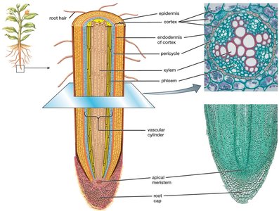 Root tip anatomy with labeled regions