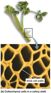 Collenchyma cells in celery stalk