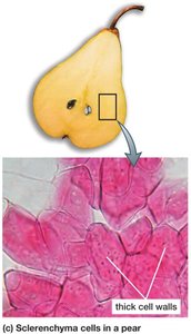Sclerenchyma cells in a pear