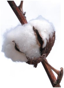 Cotton trichomes (hair-like projections)