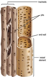 Xylem structure: tracheids and vessel elements