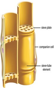 Phloem structure: sieve-tube element and companion cell