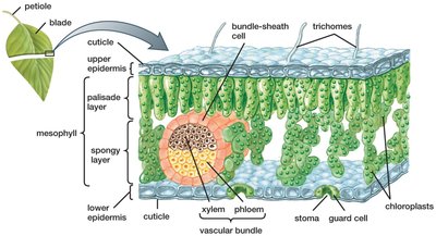 Cross-section of a leaf showing epidermis, mesophyll, veins, and stomata