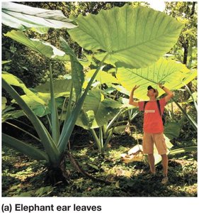 Large elephant ear leaves