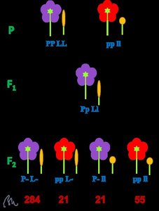 Linkage in sweet peas: flower color and pollen shape