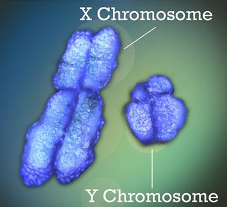 X and Y chromosomes