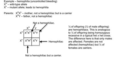 Punnett square for hemophilia inheritance