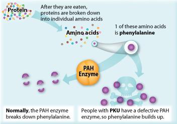Diagram of PKU enzyme deficiency