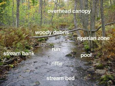 Anatomy of a stream ecosystem