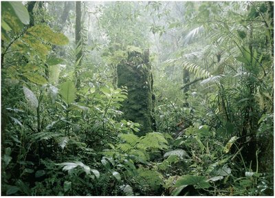 Tropical wet forest